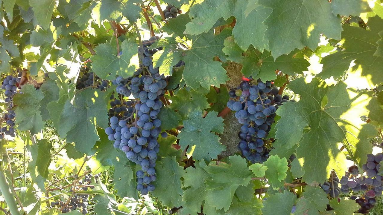Agriturismo Le Giarine 福利亚诺 外观 照片