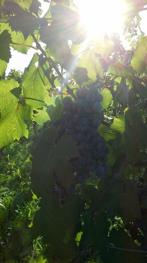 Agriturismo Le Giarine 福利亚诺 外观 照片